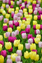 pink and yellow tulips on the flowerbed