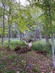 Scenic Minnesota Landscape in the Summer Time