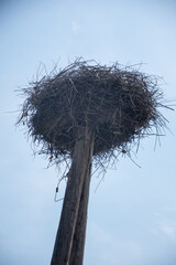 stork's nest in Romania, Bistrita