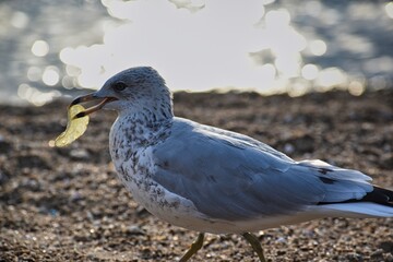 seagull on the beach