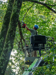 worker on a boom lift preparing to cut tree © ChuckS