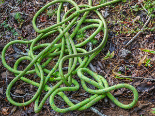 green rope on ground between uses by loggers