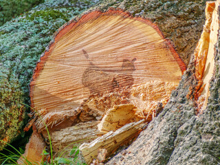 Log end after cutting in process of tree removal