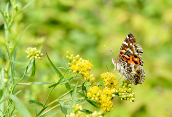 American Lady butterfly (Vanessa virginiensis) feeding on small yellow flowers.  Copy space. Closeup.