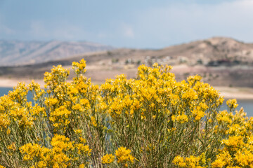 Rabbit Brush Wildflowers on Gunnison River Colorado