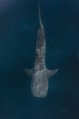 Naklejka premium Overhead shot of a whaleshark (Rhincodon typus) while swimming gracefully above the reef.
