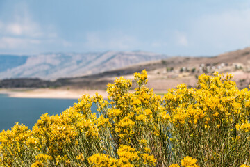 Rabbit Bush Along the Roadside by Gunnison River Colorado