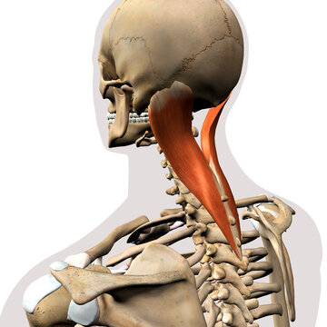 Splenius Capitis Neck Muscle Isolated on Spinal Column, Human Skeletal System, 3D Rendering