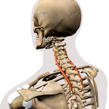 Longissimus Cervicis Neck Muscle Isolated on Spinal Column, Human Skeletal System, 3D Rendering