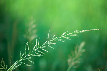 green grass in the wind