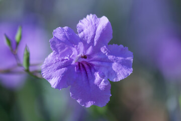 purple iris flower in spring