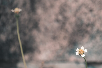 daisies in a meadow