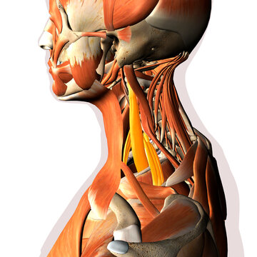Scalene Muscles Highlighted within Neck Muscles, 3D Rendering