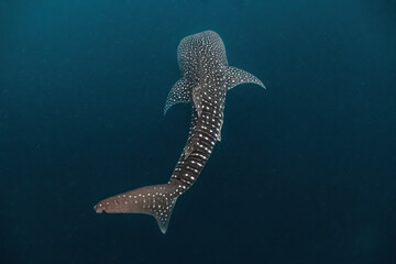 Obraz na płótnie Canvas Massive whaleshark (Rhincodon typus) swimming gracefully in the deep.