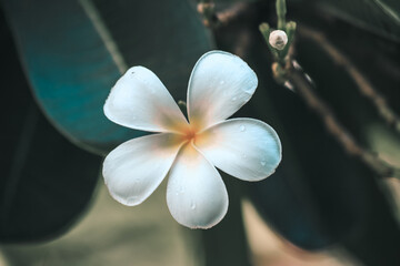 white frangipani flower