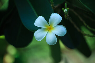plumeria flower on the tree