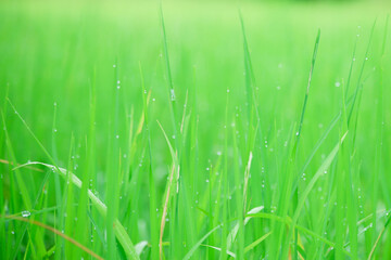green grass in the wind