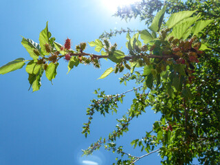 blackberry tree branch