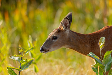 Close up of White-tailed deer fawn