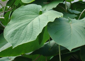 Arbusto de hojas grandes  y flores raras