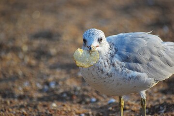 seagull with a potato chip on its beak