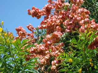 Flores en su árbol