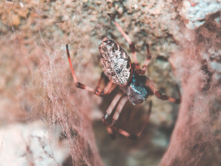 Surprise Sipider in Saturday