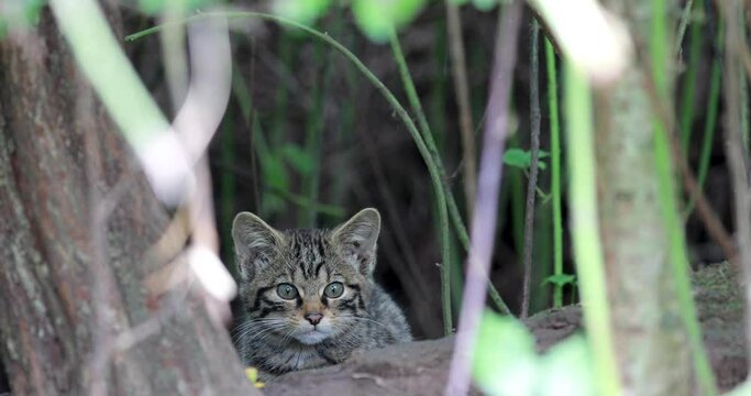 scottish wild cat kitten, Felis silvestris, close up and mid shot as it moves within undergrowth.