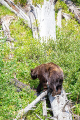 Black bear (Ursus americanus) walking on a log in a Montana forest