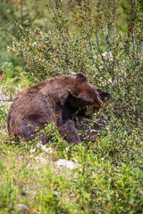 Fototapeta premium Black bear (Ursus americanus) eating wild berries in the forest