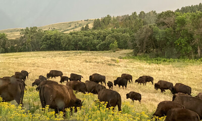 bison roam prairie black hills storm coming in