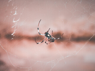 Surprise Sipider in Saturday