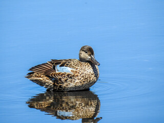 Female Blue Winged Teal in Florida
