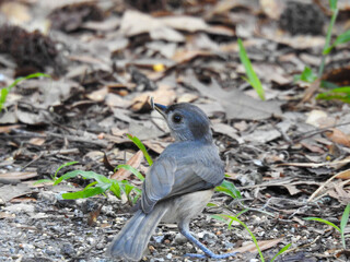 A gray catbird on Tybee Island, Georgia