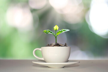Tree growing on money pile in white coffee cup with blurred green nature background financial growth concept.