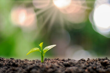 Young plants or seeds that grow on the soil and in the morning sun.The concept of beginning plant or forest growth
