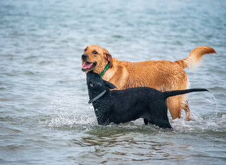 Dogs Playing on a Sandbar
