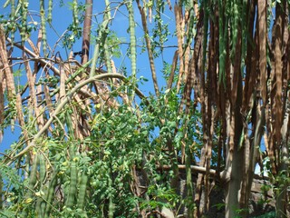 Vainas en el árbol 6