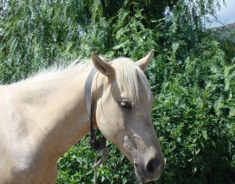 Cabeza de caballo tordillo