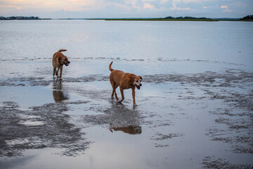 Dogs Playing on a Sandbar