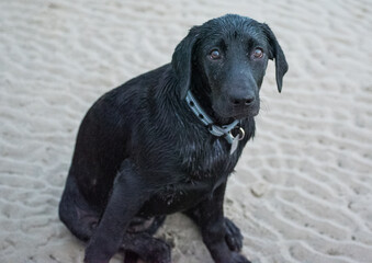 Dogs Playing on a Sandbar