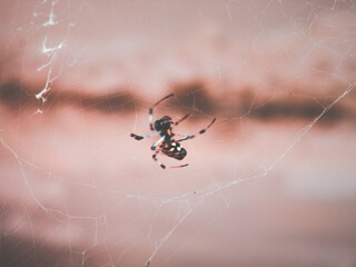 Surprise Sipider in Saturday