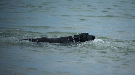 Obraz premium Dogs Playing on a Sandbar