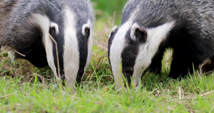 European Badgers, meles meles, close up to mid shots of badgers grazing and walking on grass with head detail.