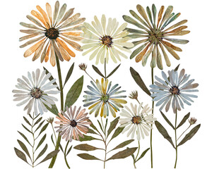 Pressed daisies arrangement isolated on white background