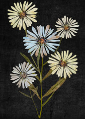 Pressed daisies arrangement isolated on black background