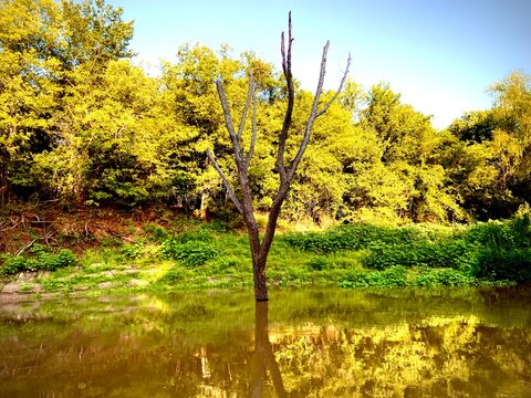 Tree in the river 