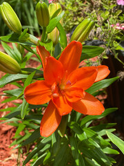 Fototapeta premium Plants outside in the summer time