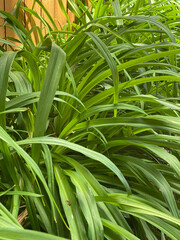 Obraz premium Plants outside in the summer time