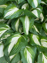 Flowers and Plants in outdoor gardens